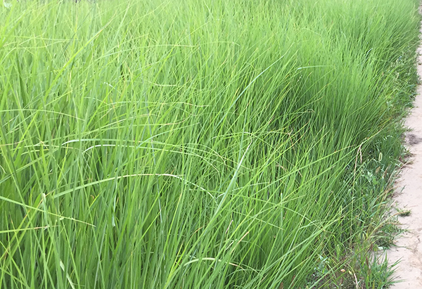 格拉茨芒